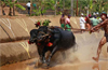 Kambala: Rural sport or cruelty to animals? - Report